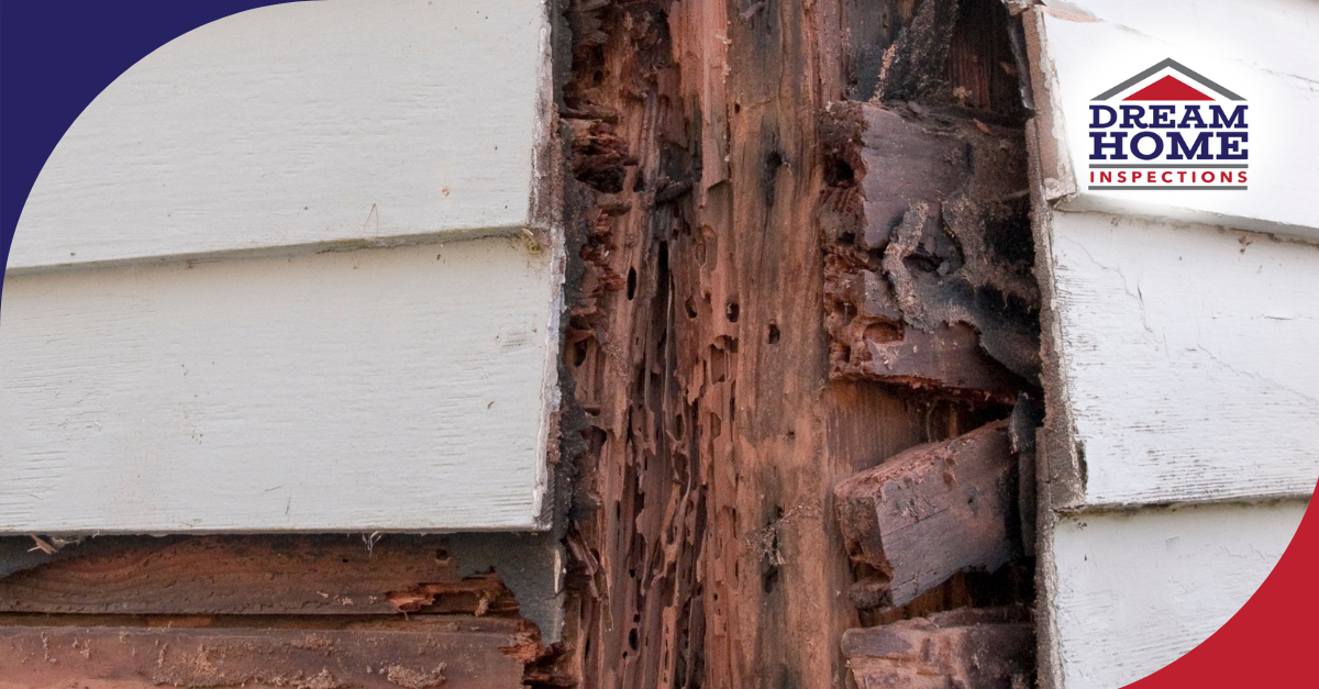 Termite damage on exterior wood siding with visible tunnels and decay.