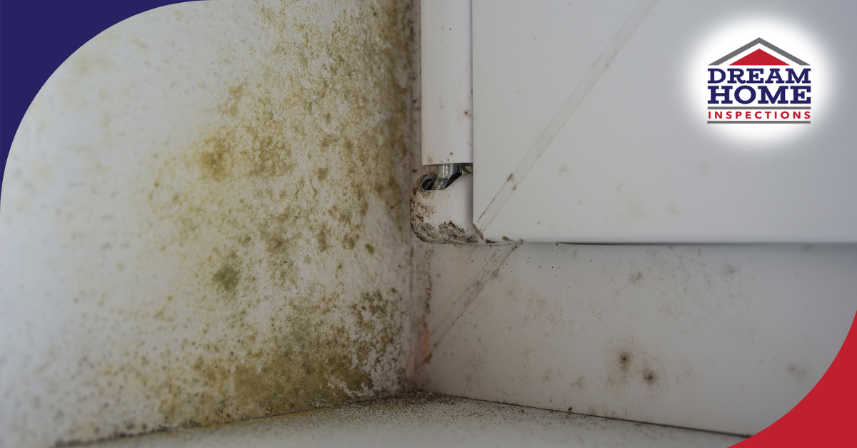 Green and black mold in window corner from moisture