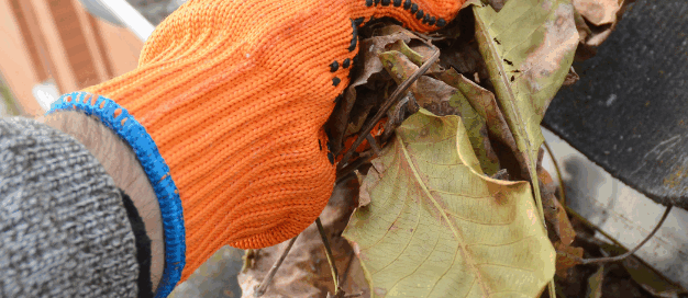 Hand in orange gloves removing leaves from a roof gutter.