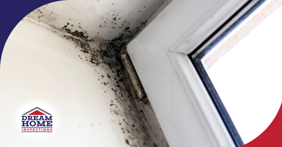 Mold growth in a corner of a room near the window.