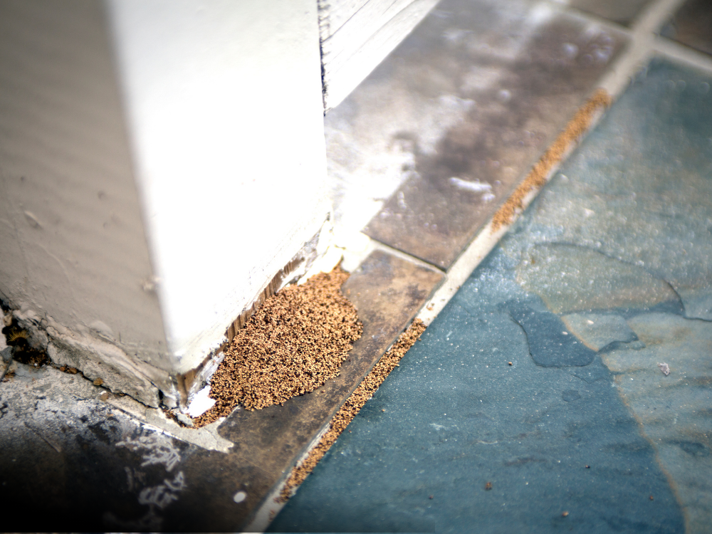 Piles of termite droppings near the base of a door frame.